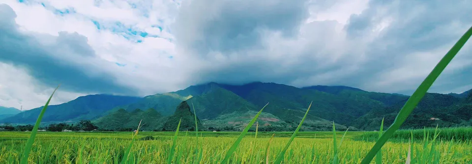 Mùa lúa dưới chân núi
