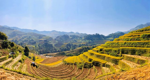 Cảnh đồng lúa chín ở Mù Cang Chải - Ảnh từ Lâm Bảo Hoa