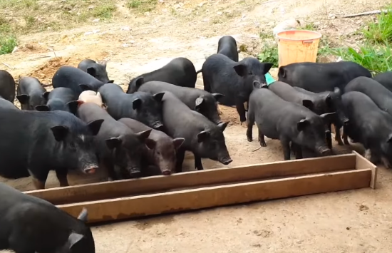 Lợn cắp nách - Ảnh từ Farm Life VN