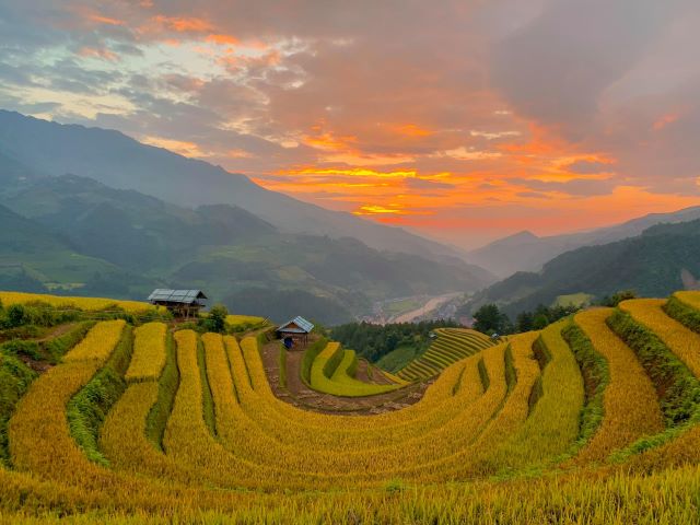 Những thửa ruộng bậc thang chín rộ ở dưới đèo Khau Phạ - Ảnh từ Phạm Lan Hương