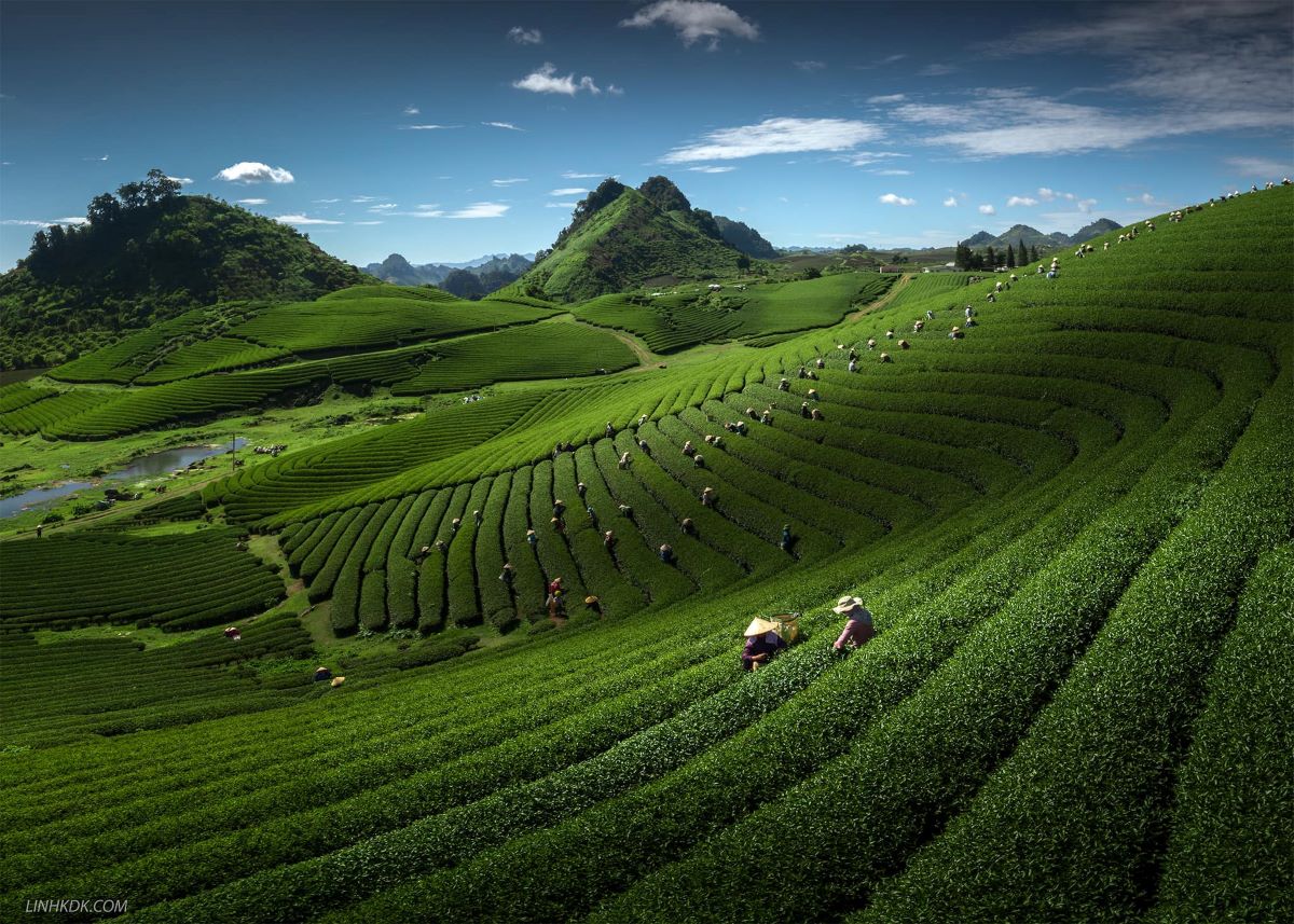 Các đồi chè tuyệt đẹp ở Mộc Châu - Ảnh từ Trần Linh