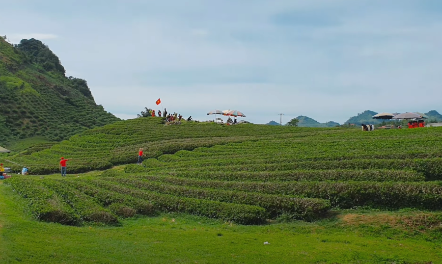 Đồi chè Mộc Sương - Ảnh từ Lương Chiến