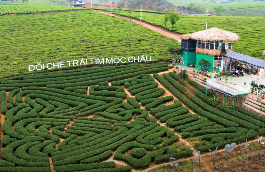 Đồi chè trái tim Mộc Châu - Ảnh từ ĐI ĐÓ ĐÂY
