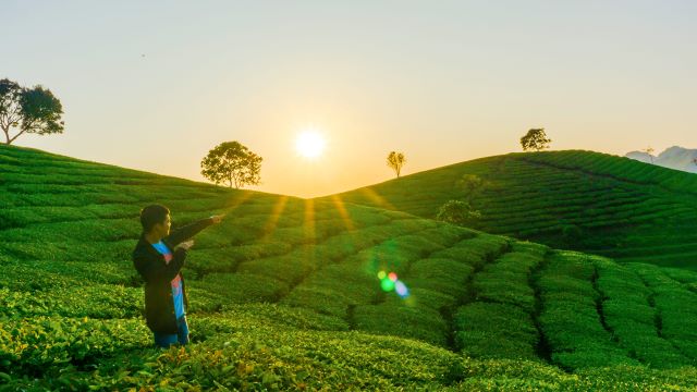 Đồi chè trái tim Mộc Châu - Ảnh từ Duy Ánh