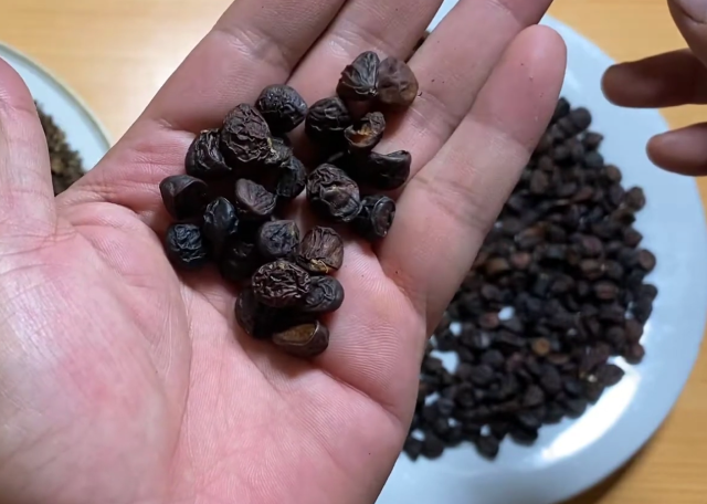 Hạt dổi - Ảnh từ Cây thuốc quý