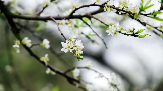 Hoa mận nở trắng rừng ở Cao Nguyên Mộc Châu - Ảnh từ Gia Khánh