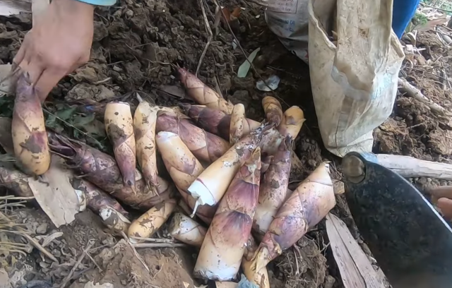 Măng rừng Tây Bắc - Ảnh từ Tôi Yêu Vùng Cao