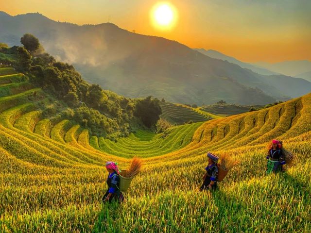Mù Cang Chải vào mùa lúa chín - Ảnh từ Nguyễn Tuấn Anh Mù Cang Chải vào mùa lúa chín - Ảnh từ Nguyễn Tuấn Anh