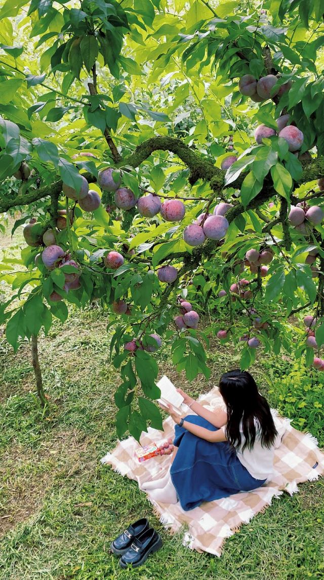 Mùa mận chín Mộc Châu - Ảnh từ Giang Thu Nguyen