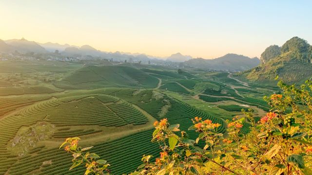 Những đồi chè xanh tươi tại Cao nguyên Mộc Châu - Ảnh từ Hoài Việt