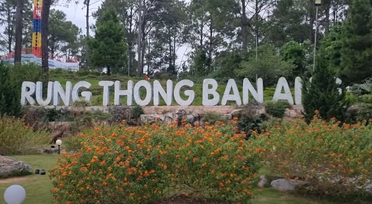 Rừng thông bản Áng - Ảnh từ Câu chuyện những chuyến đi