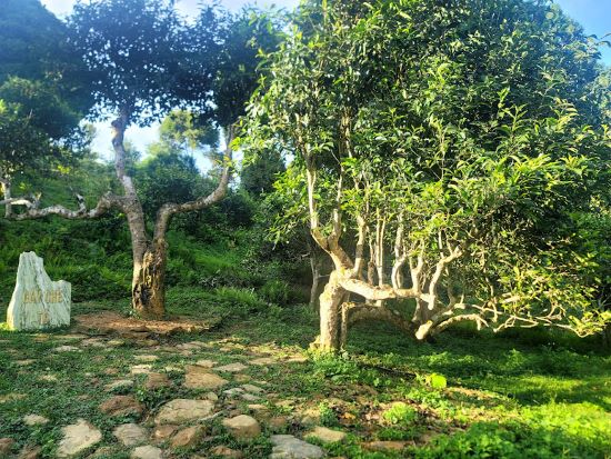 Chè tuyết suối Giàng