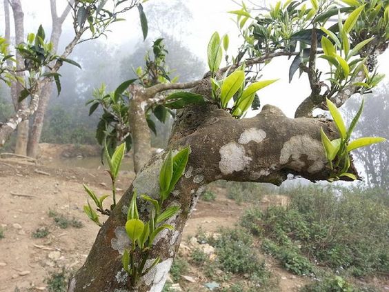 Chè tuyết Tùa Chùa