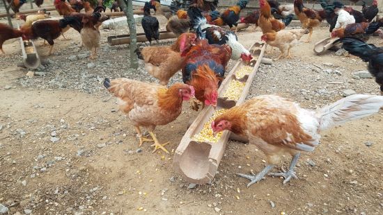 Gà đồi Yên Thế