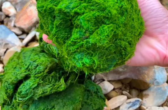 Rêu suối Mường Lò