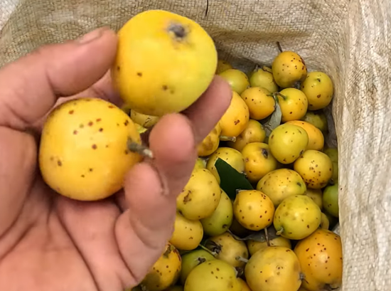 Táo mèo Sơn La