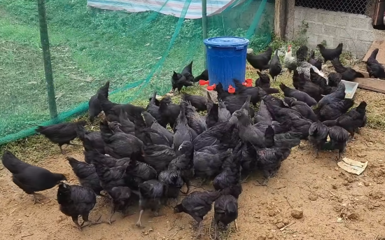 Thịt gà đen Sapa