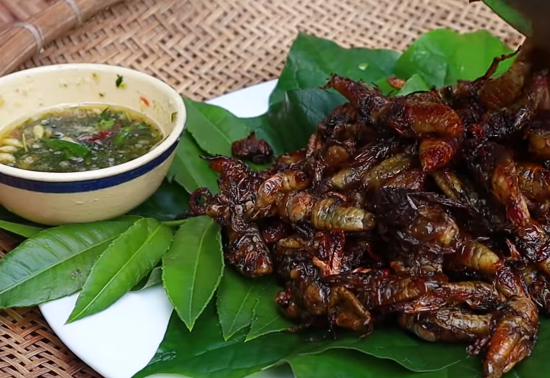 Ve sầu rán Ve sầu rán