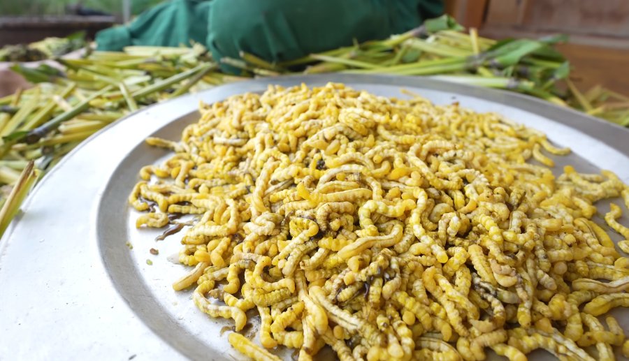 Chọn những con sâu chít tươi ngon để nấu cháo - Ảnh từ Thợ Rừng