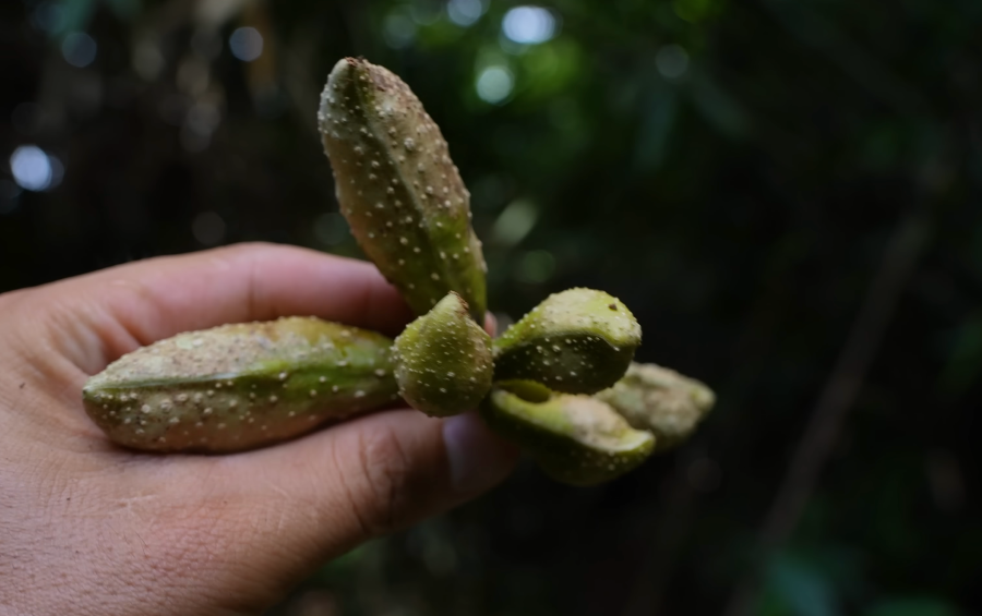 Chùm hạt dổi - Ảnh từ Thợ Rừng