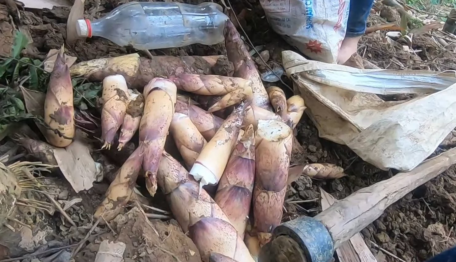 Đặc điểm măng đắng - Ảnh từ Tôi Yêu Vùng Cao
