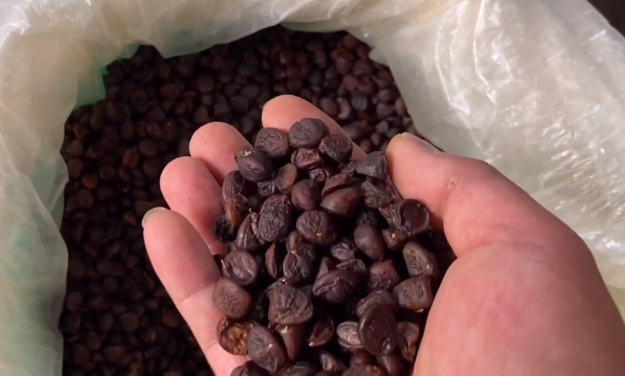 Dùng hạt dổi để tẩm ướp các món gác bếp - Ảnh từ HỌ CỐC SAPA