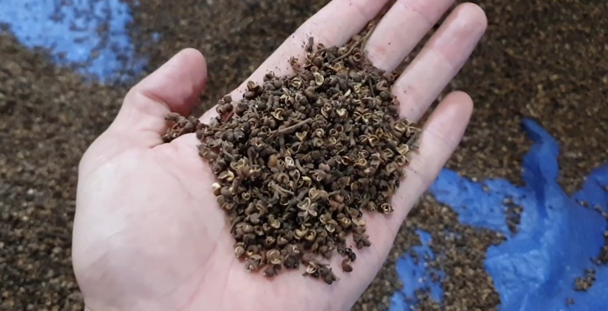 Hạt mắc khén - Ảnh từ điện biên đặc sản