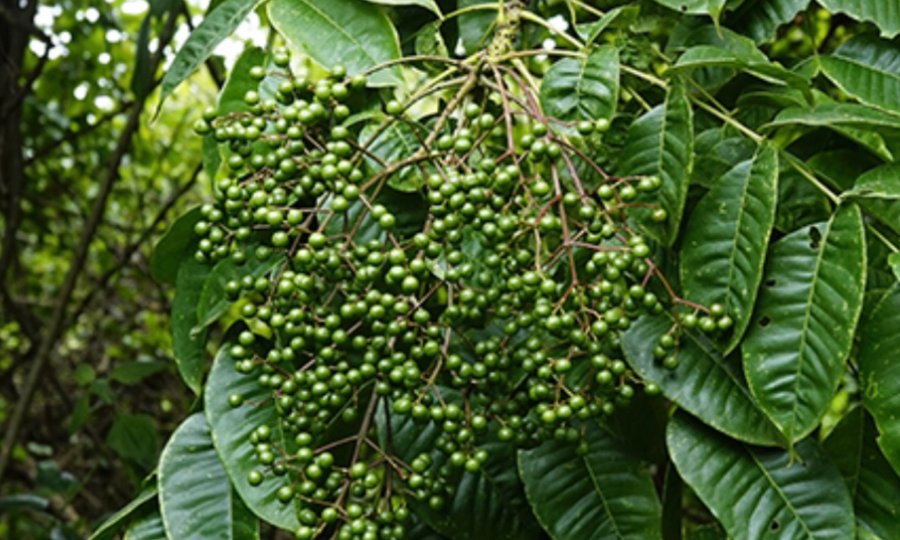 Hạt mắc khén tươi - Ảnh sưu tầm
