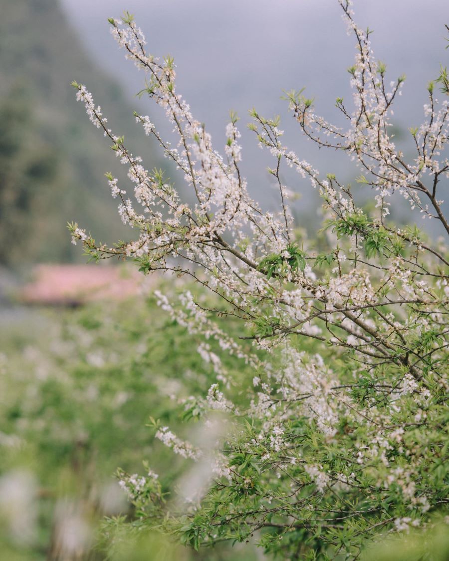 Hoa mận trắng nở rộ khắp thung lũng hoa Bắc Hà - Ảnh từ Bùi Quang Thụy Hoa mận trắng nở rộ khắp thung lũng hoa Bắc Hà - Ảnh từ Bùi Quang Thụy