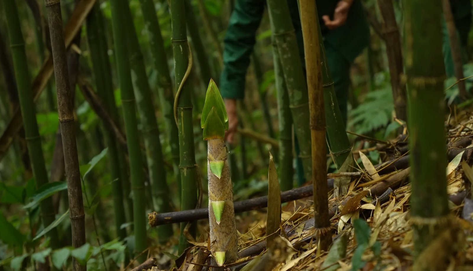 Măng đắng là măng gì - Ảnh từ Thợ Rừng