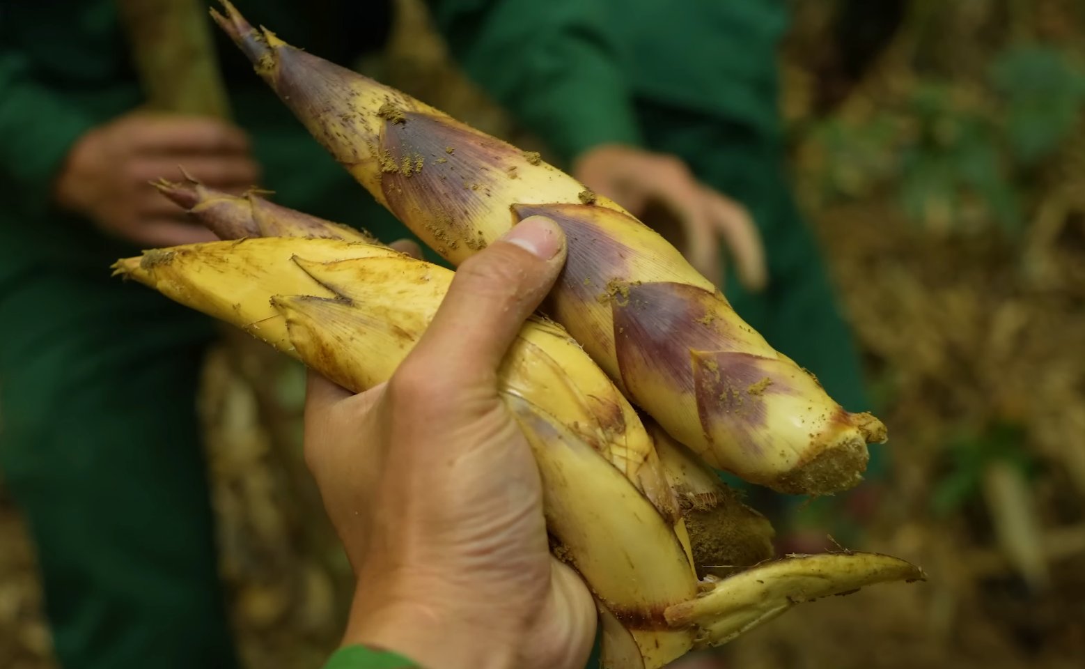 Măng đắng Tây Bắc - Ảnh từ Thợ Rừng