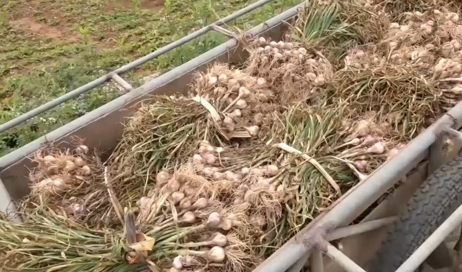 Mùa thu hoạch tỏi tía Hòa Bình - Ảnh từ Truyền Hình Dân Việt Mùa thu hoạch tỏi tía Hòa Bình - Ảnh từ Truyền Hình Dân Việt