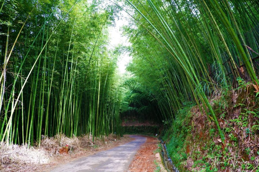 Rừng trúc Lũng Pán - Ảnh từ Phạm Thu Trang Rừng trúc Lũng Pán - Ảnh từ Phạm Thu Trang