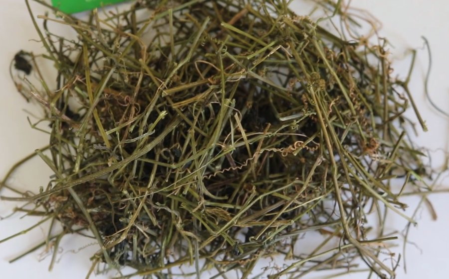 Trà giảo cổ lam Cao Bằng - Ảnh từ Cao Bằng Green
