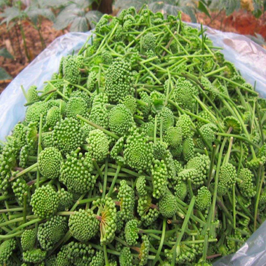 Đặc điểm nụ hoa tam thất - Ảnh sưu tầm