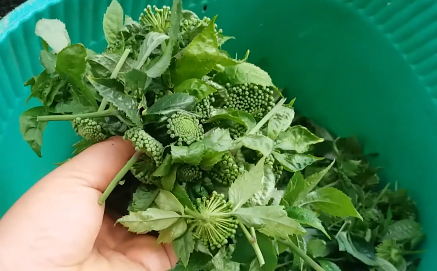 Dùng nụ hoa tam thất bao tử có tác dụng giúp hỗ trợ giải độc gan rất hiệu quả - Ảnh từ Tam Thất Si Ma Cai