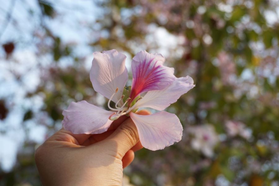 Hoa ban ánh hồng Ảnh từ Trần Bảo Linh