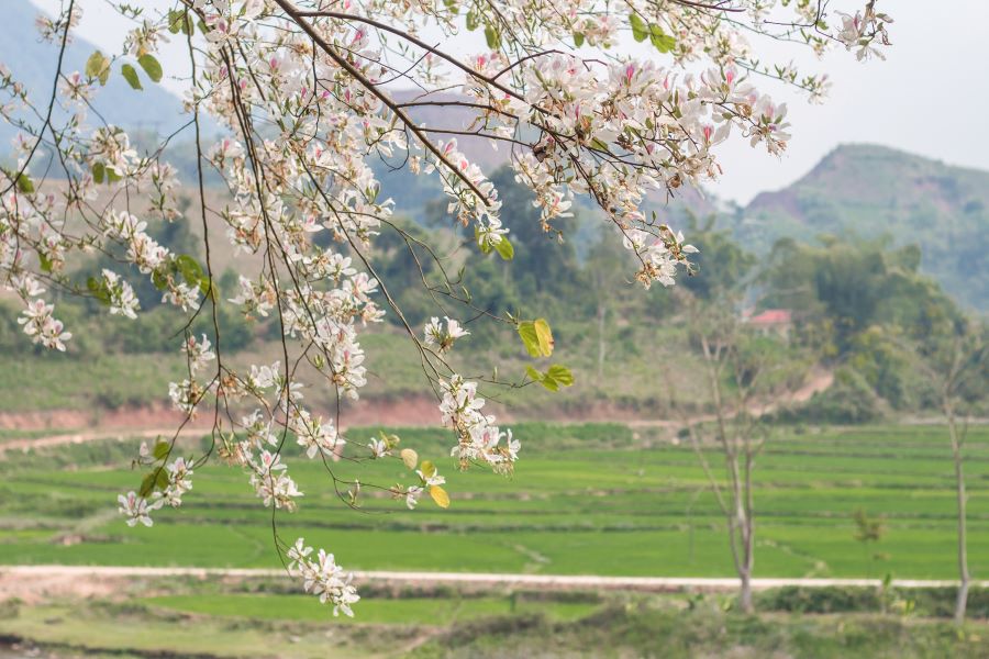 Hoa ban gắn liền với những câu chuyện tình đầy mãnh liệt của đôi trai gái - Ảnh từ Yến Nguyễn