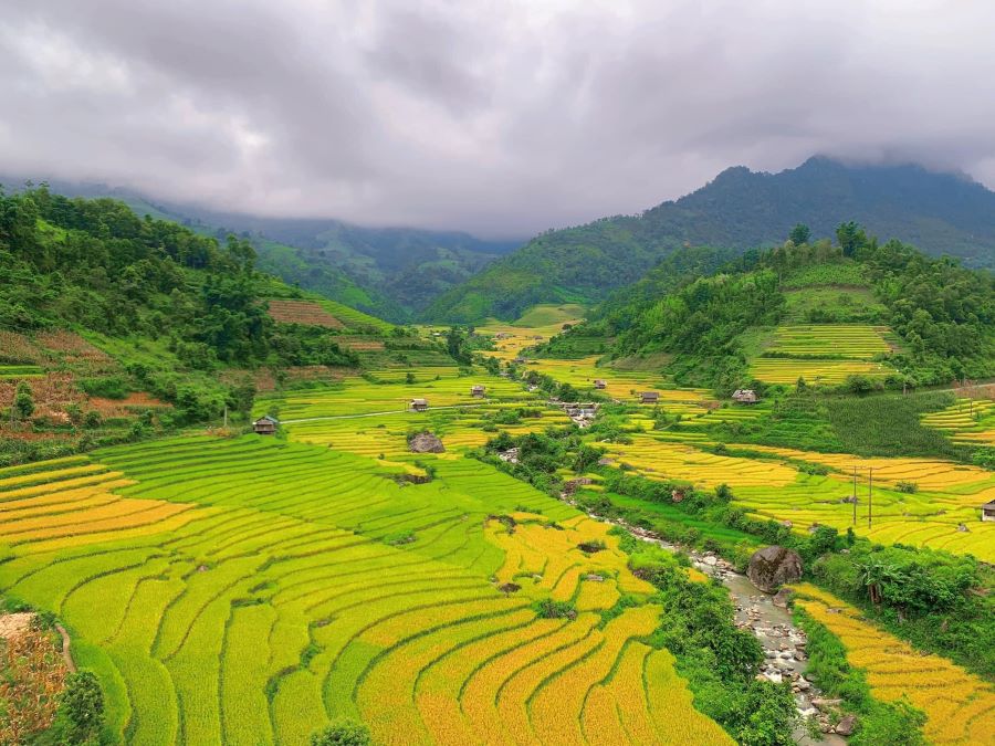 Nhìn ngắm sắc vàng của những thử ruộng bậc thang - Ảnh từ HồNg HuẾ
