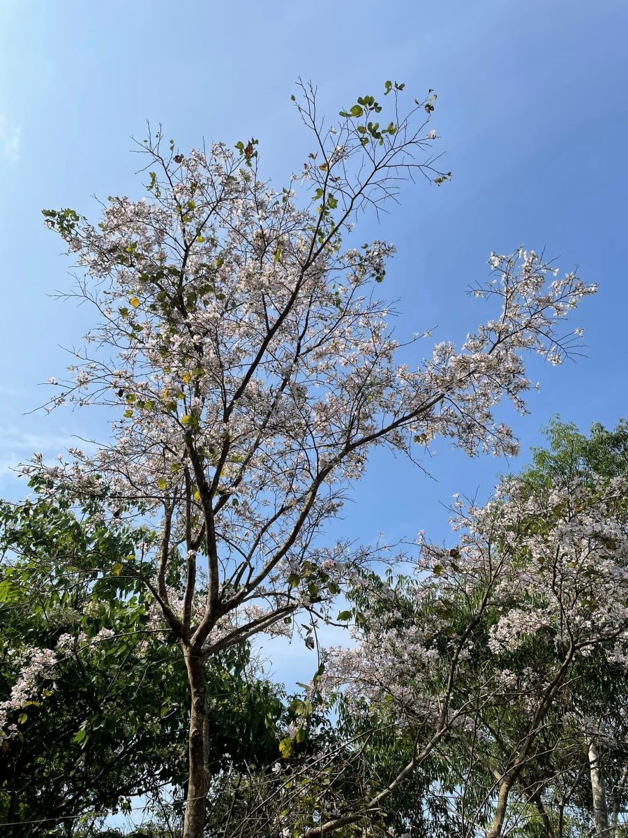 Những cánh hoa ban nở rợp trời trên cung đường đến tượng đại Kéo Pháo sang Sở chỉ huy Mường Phăng - Ảnh từ Hằng Bắp