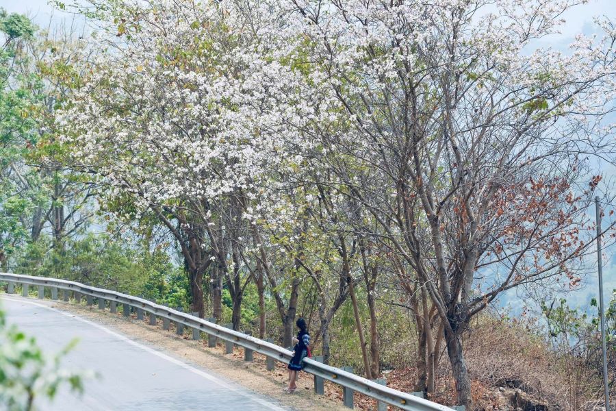 Những con đường đây sắc hoa ban ở Điện Biên - Ảnh từ Cô nàng Điện Biên