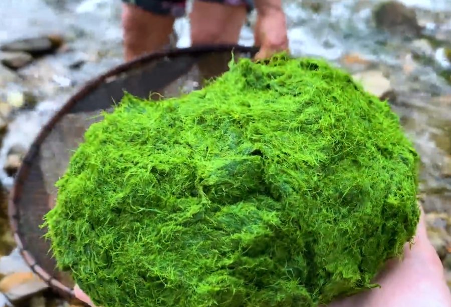 Rêu đá có màu xanh lục rất tươi - Ảnh từ Cu Ngân Vlog