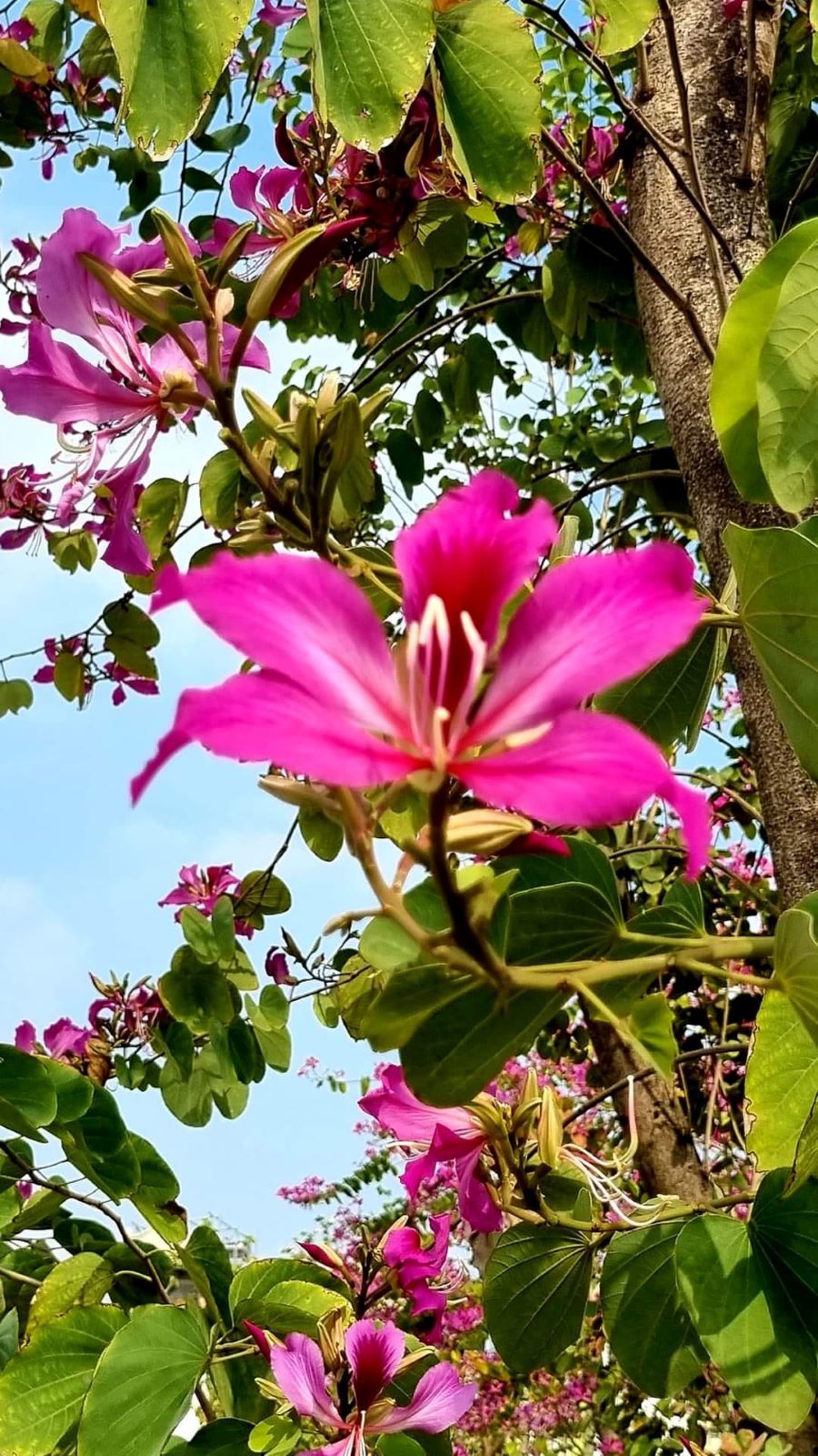 Sắc màu hoa ban tím - Ảnh từ Van Artsy