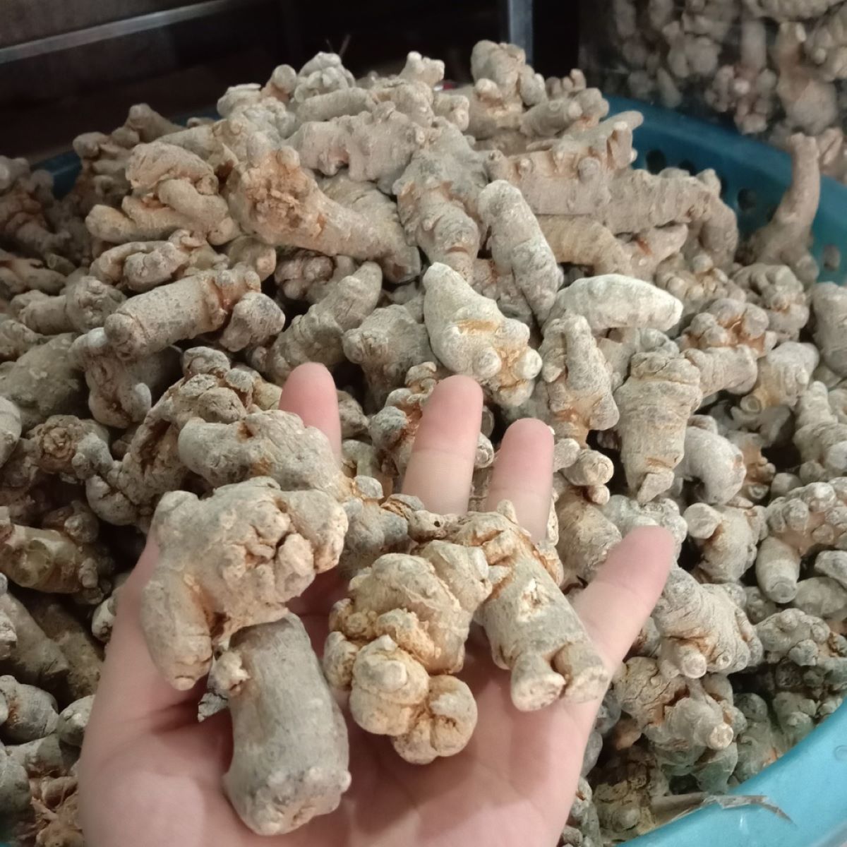 Các loại tam thất và công dụng - Ảnh sưu tầm