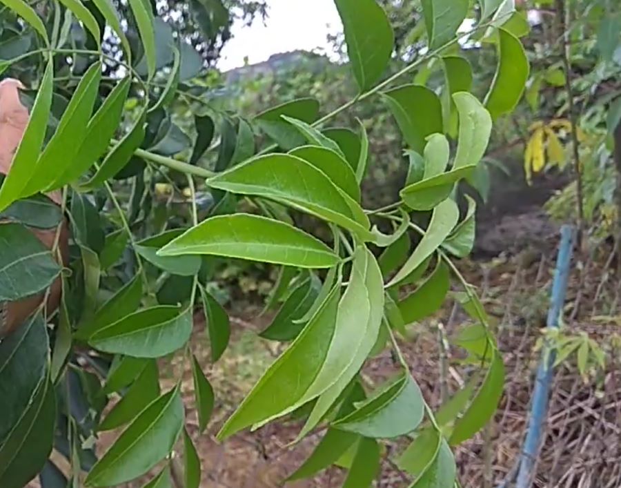 Công dụng hữu ích của lá mắc mật - Ảnh sưu tầm