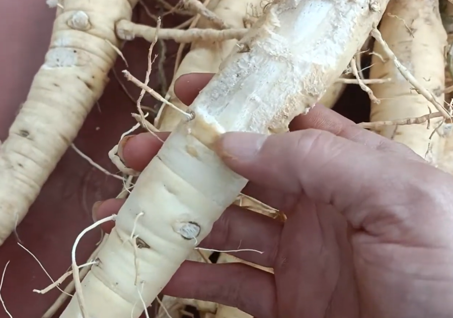 Công dụng và cách dùng cây củ béo - Ảnh từ Đông Y Thảo Dược