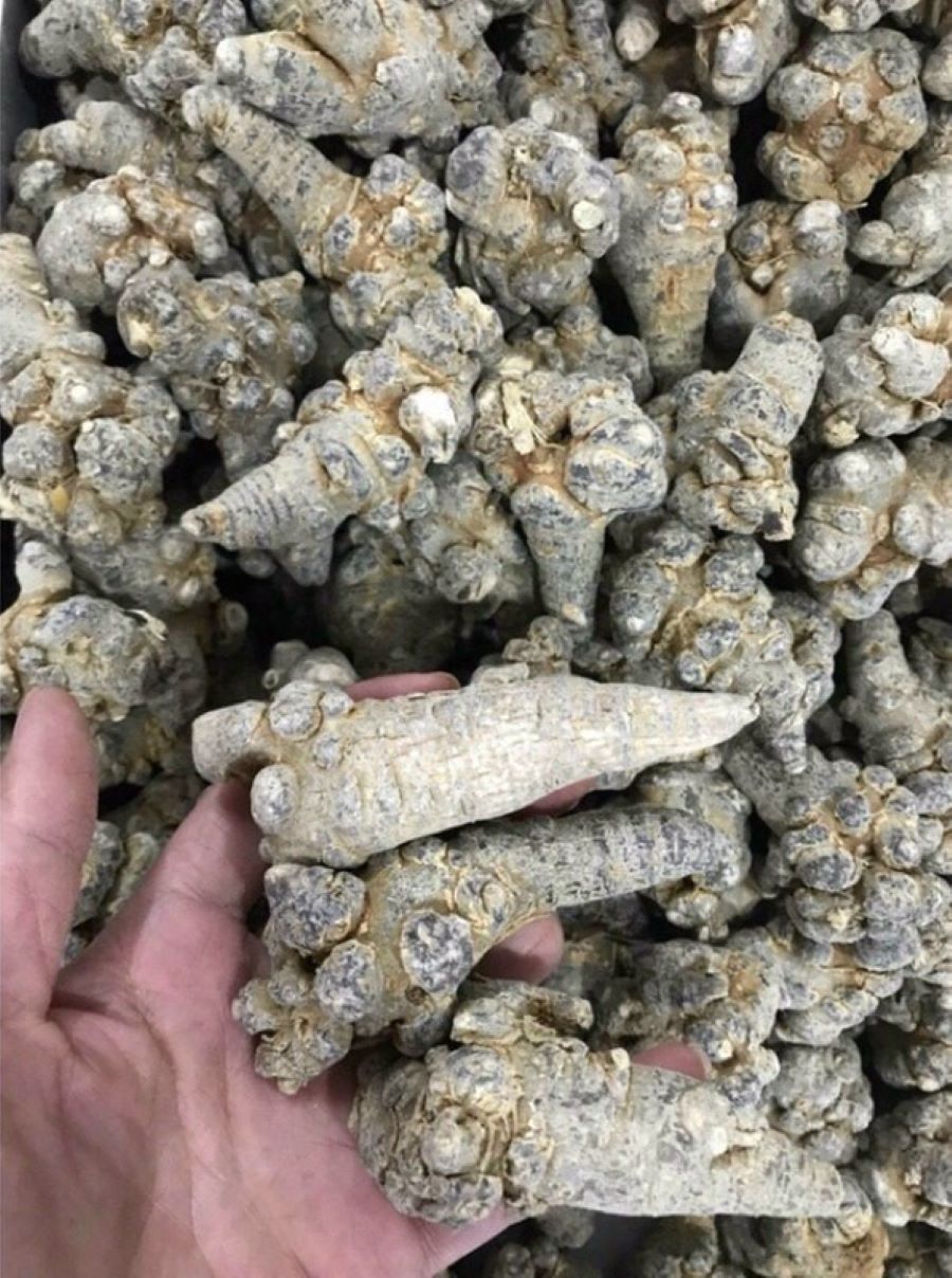 Củ tam thất bắc khô - Ảnh sưu tầm