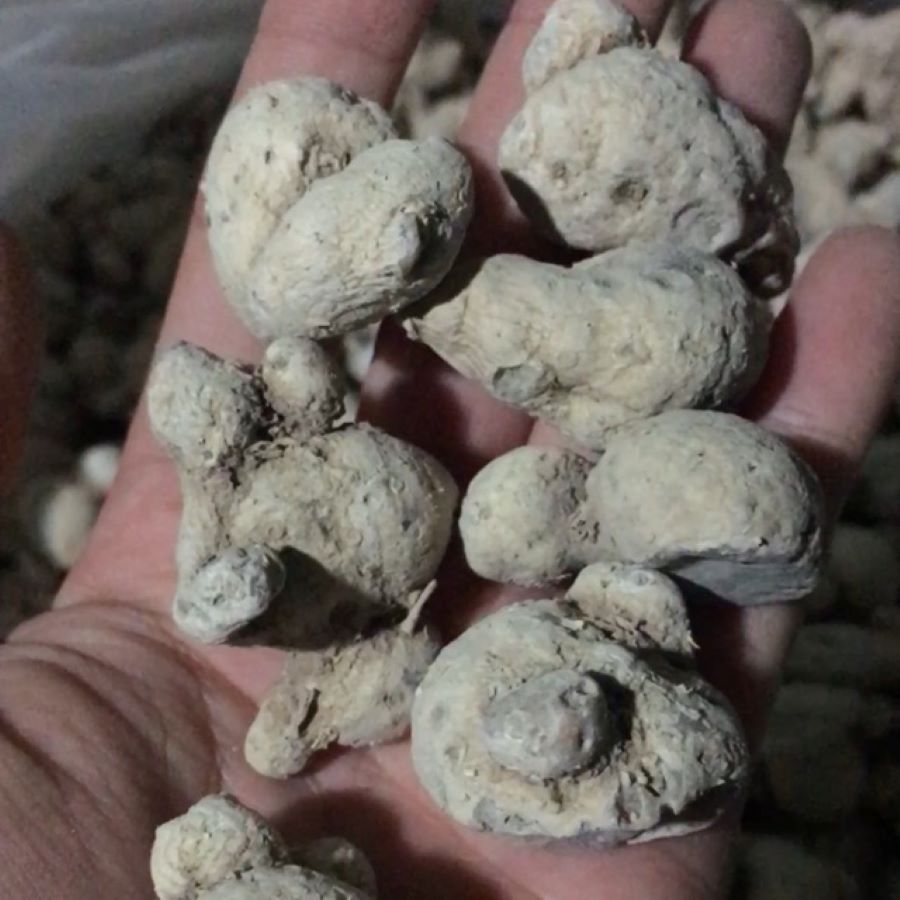 Củ tam thất nam khô - Ảnh sưu tầm