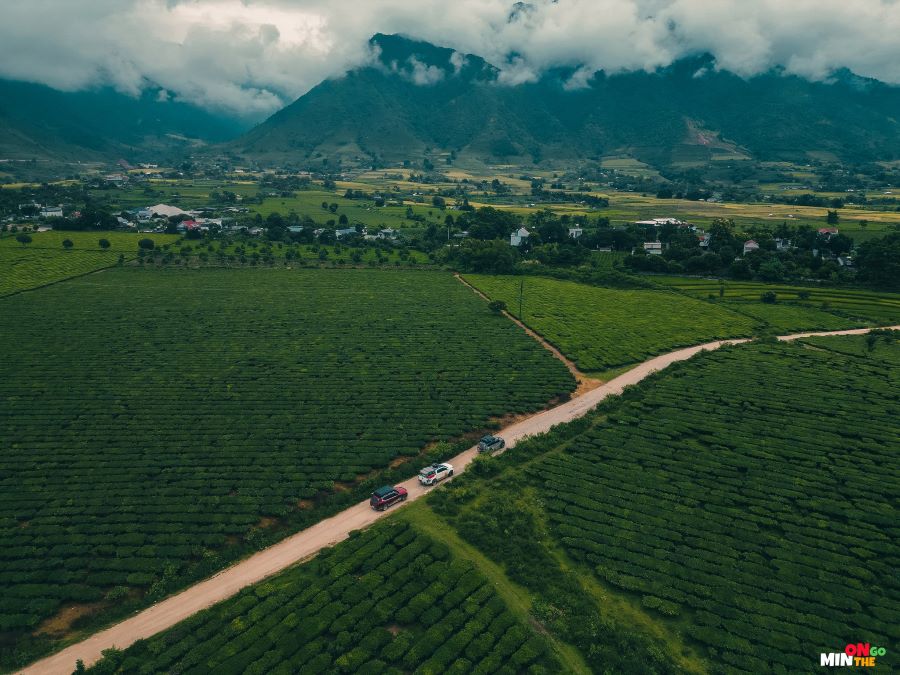 Đồi chè Tân Uyên - Ảnh từ Nguyễn Ngọc Minh Đồi chè Tân Uyên - Ảnh từ Nguyễn Ngọc Minh