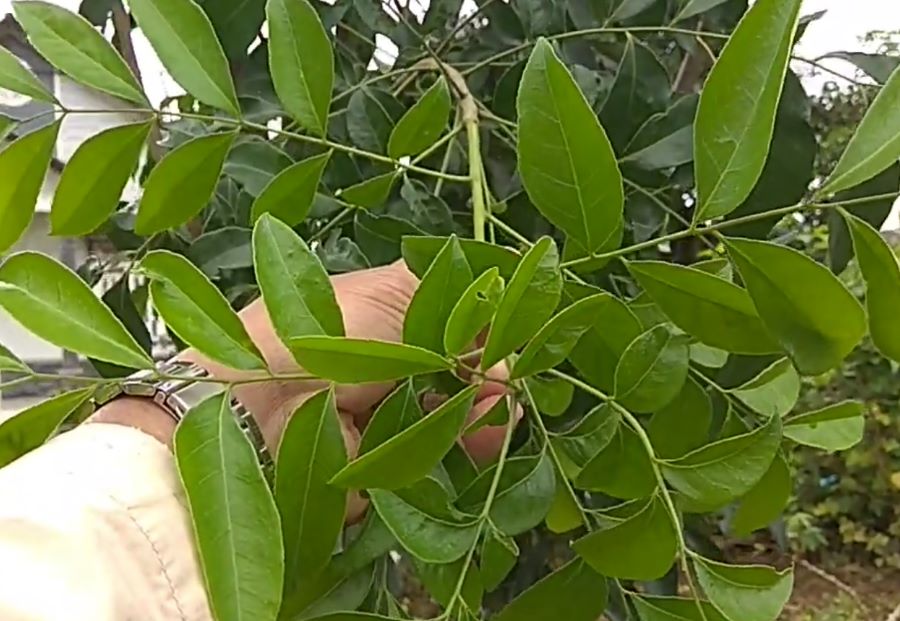 Lá mắc mật hay còn được gọi là lá móc mật - Ảnh sưu tầm